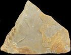 Cruziana (Fossil Trilobite Trackway) - Morocco #49200-1